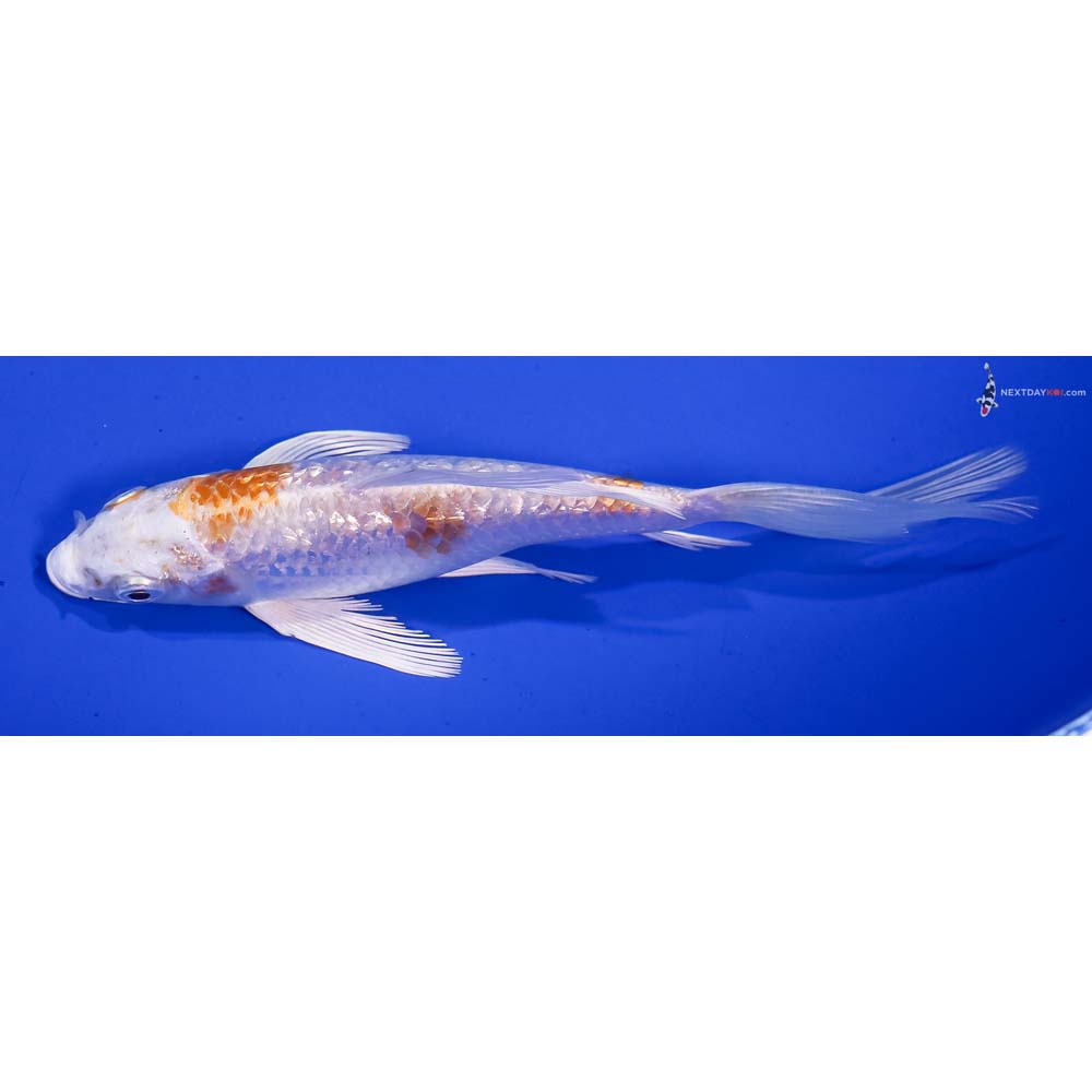 5.5” Imported Gin Rin Hariwake Butterfly Koi