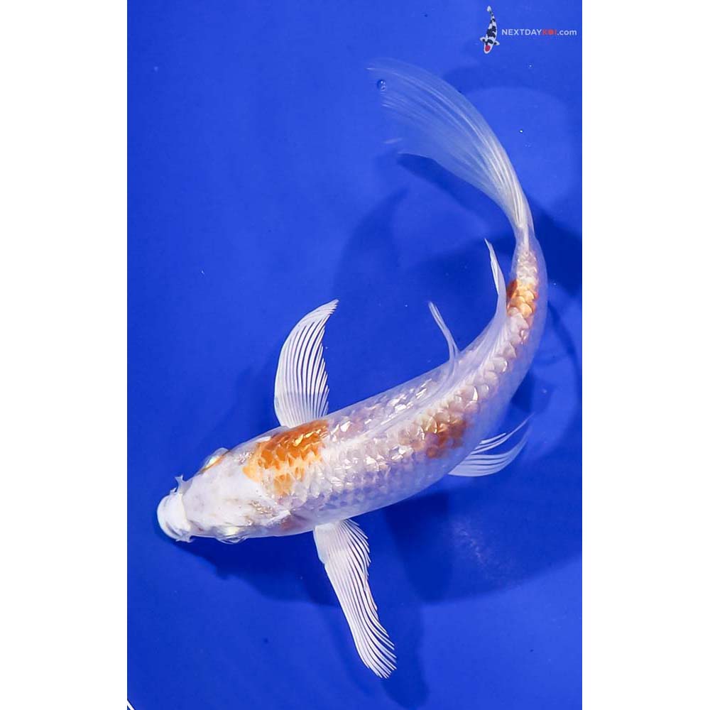 5.5” Imported Gin Rin Hariwake Butterfly Koi