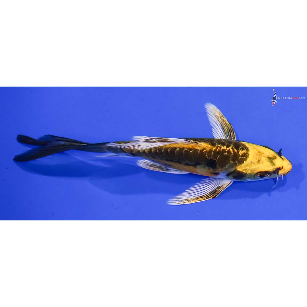 5” Imported Kin Kikokuryu Butterfly Koi