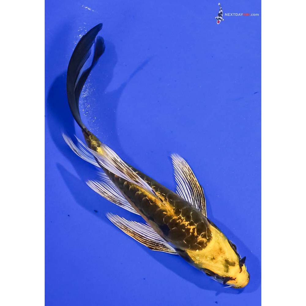 5” Imported Kin Kikokuryu Butterfly Koi