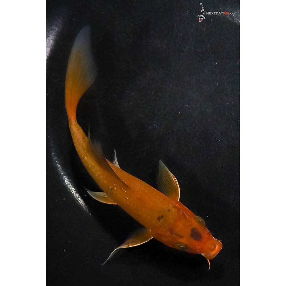 5.5” Imported Chagoi Butterfly Koi