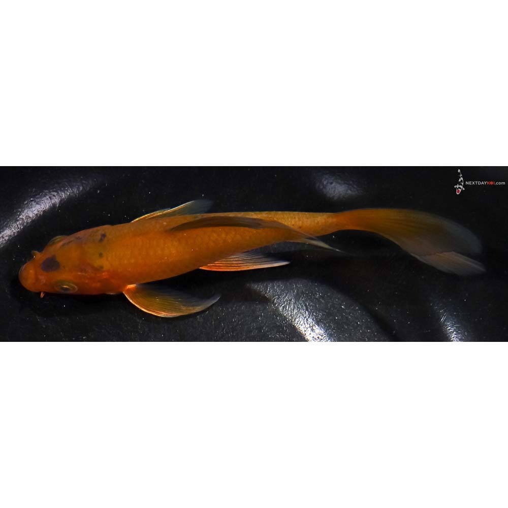 5.5” Imported Chagoi Butterfly Koi