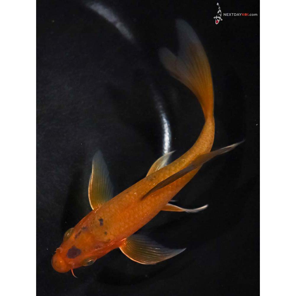 5.5” Imported Chagoi Butterfly Koi