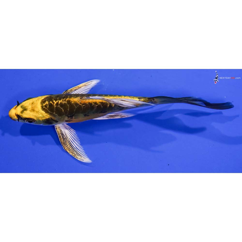 5” Imported Kin Kikokuryu Butterfly Koi