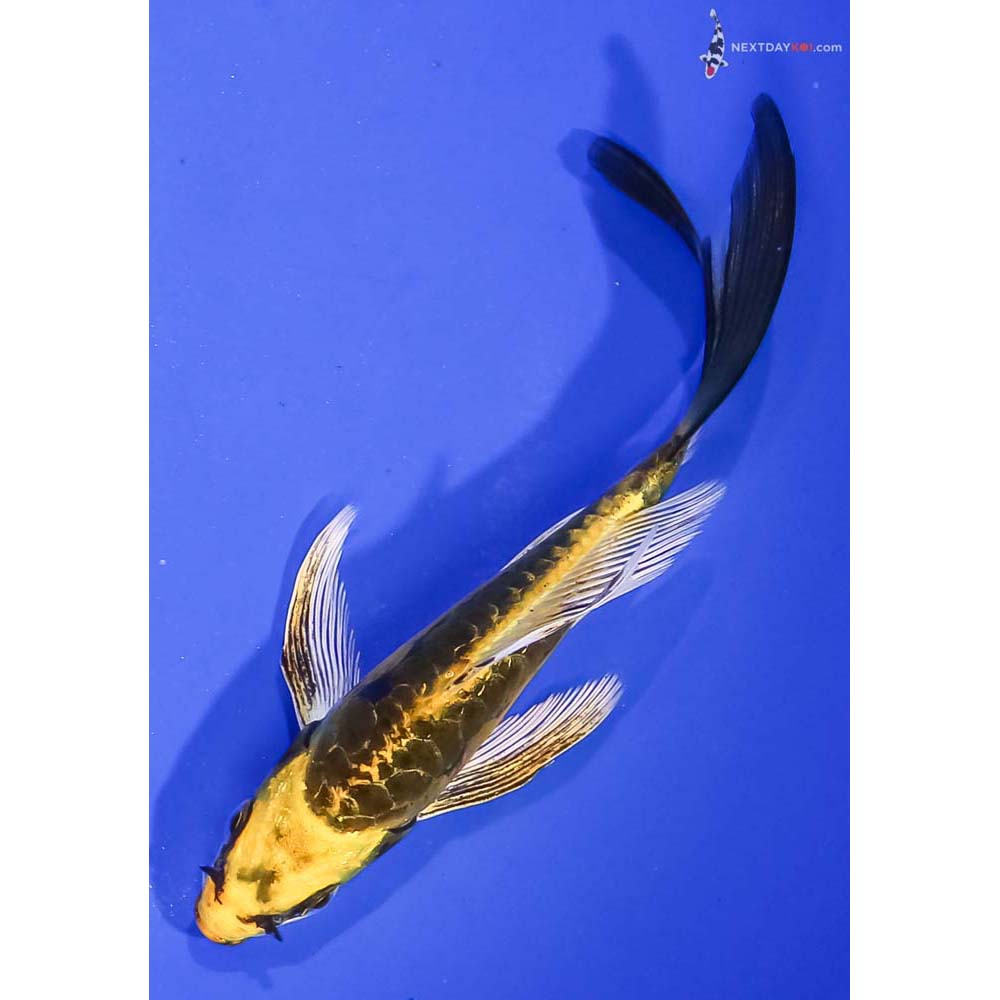 5” Imported Kin Kikokuryu Butterfly Koi
