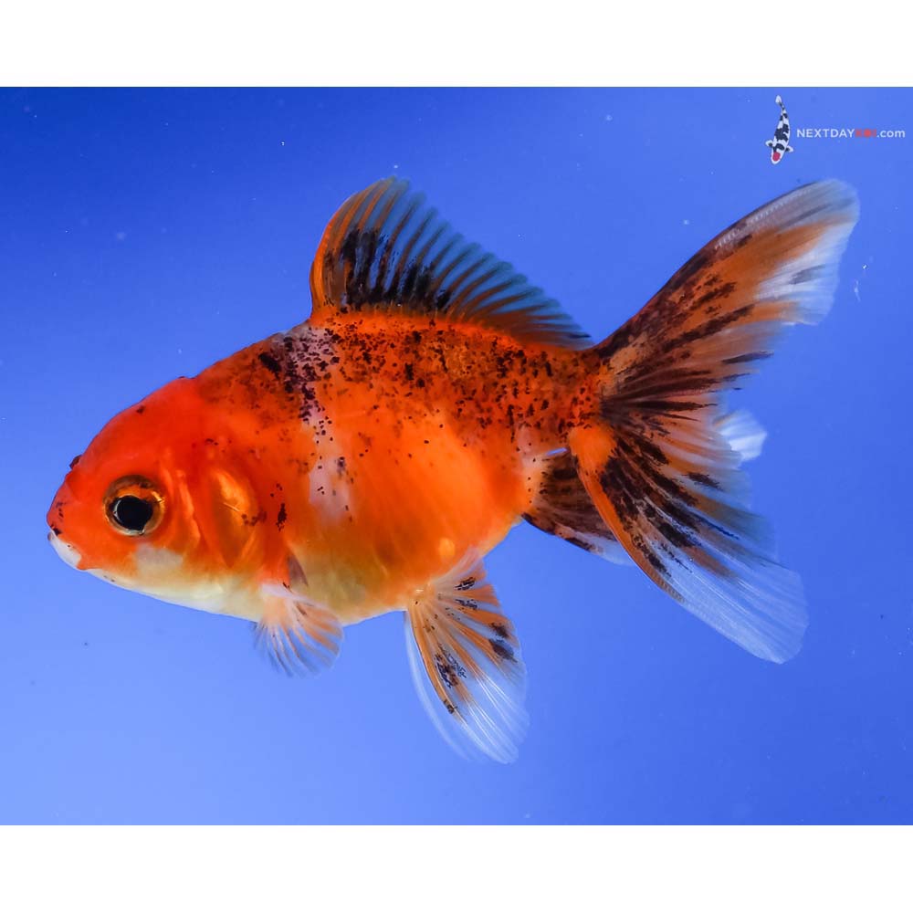 3.5” Imported Calico Oranda