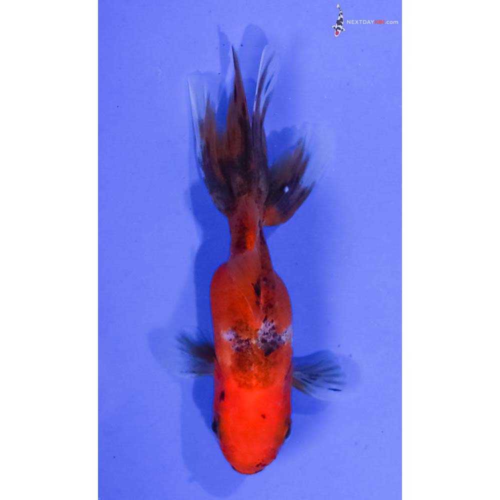 3.5” Imported Calico Oranda