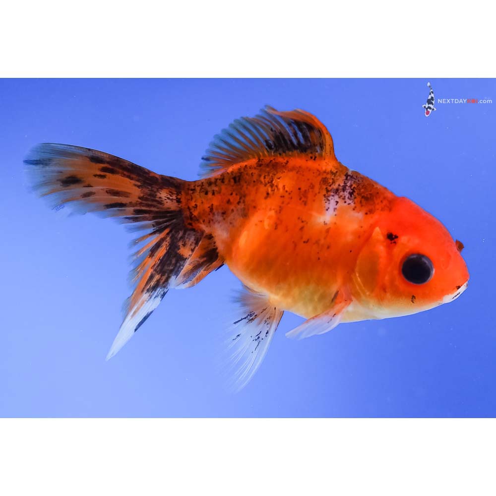 3.5” Imported Calico Oranda