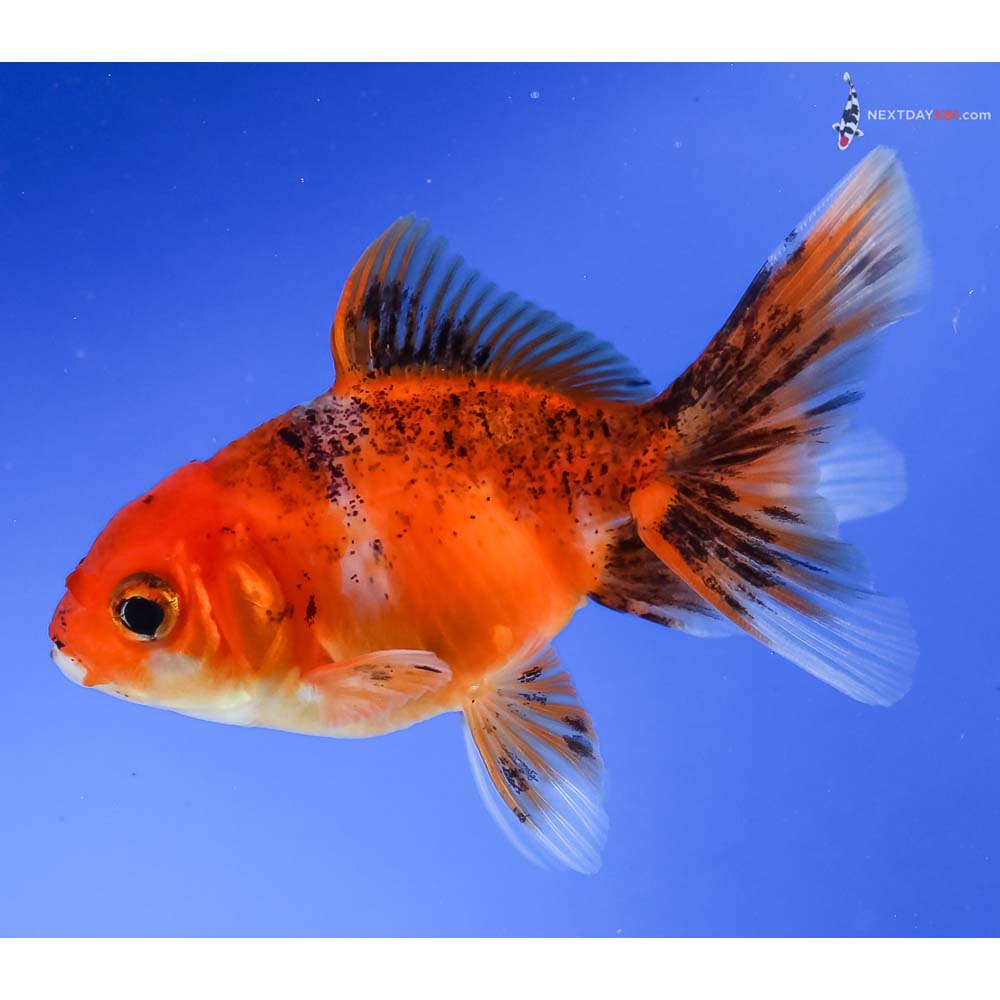 3.5” Imported Calico Oranda