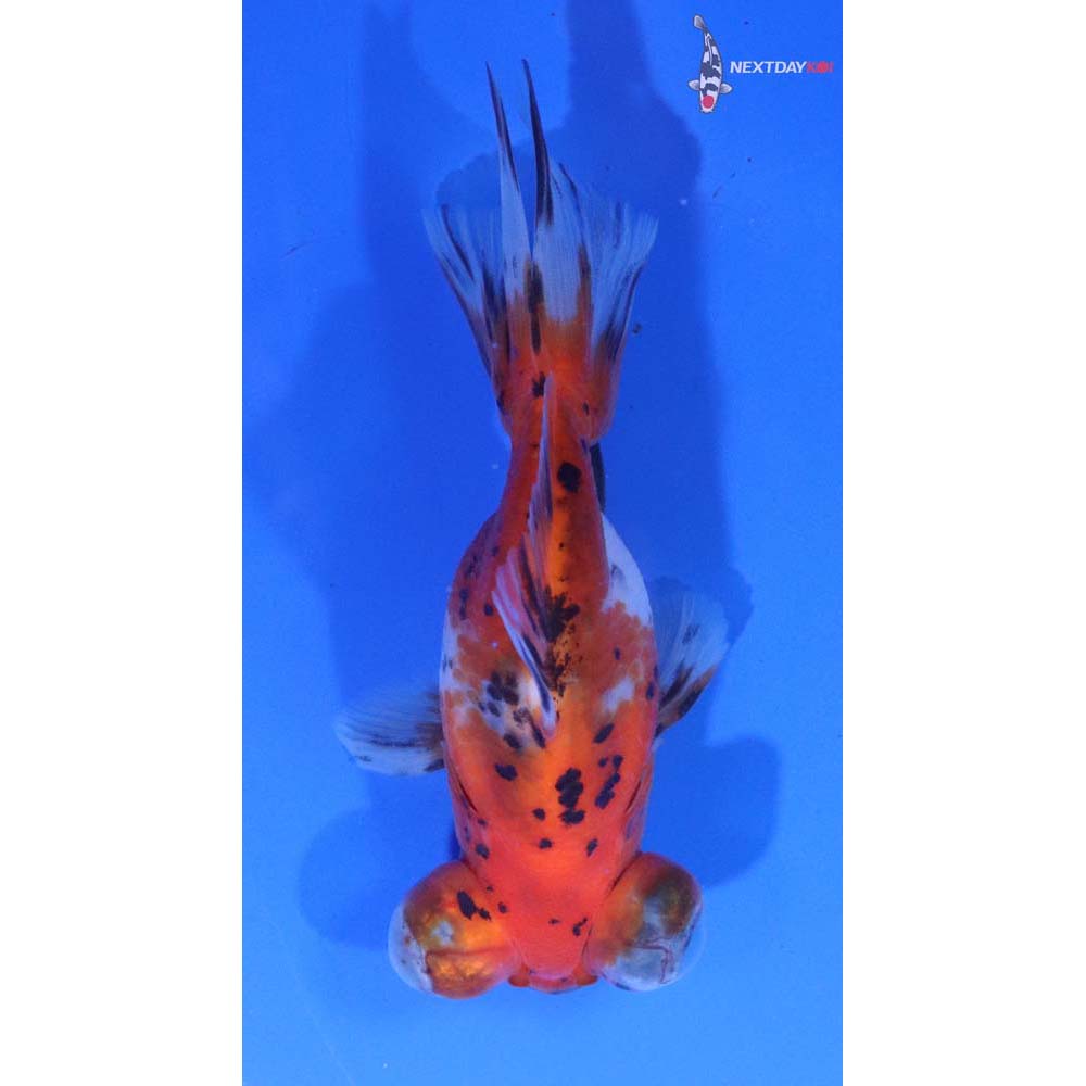 4.5” Imported Calico Butterfly Tail