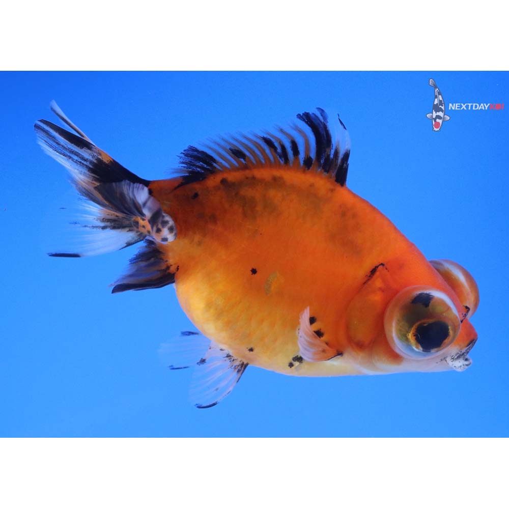 4.5” Imported Calico Butterfly Tail