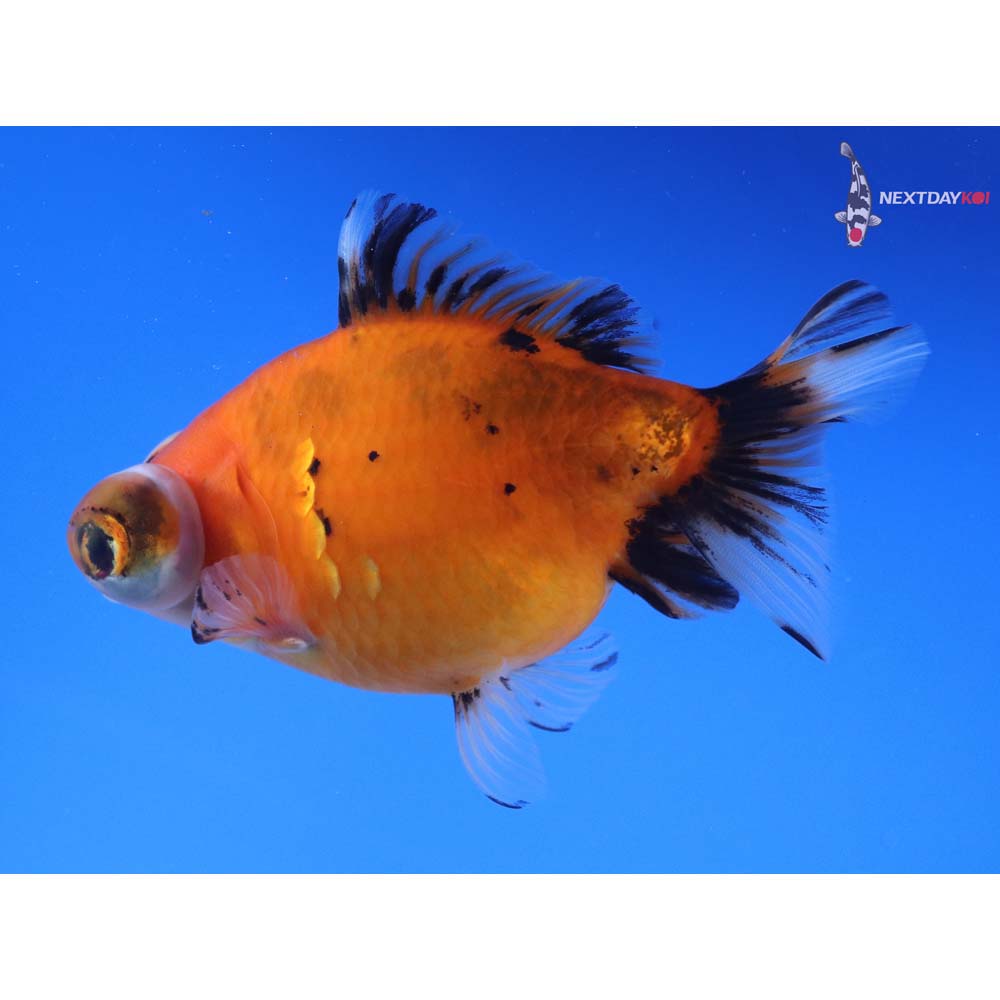 4.5” Imported Calico Butterfly Tail