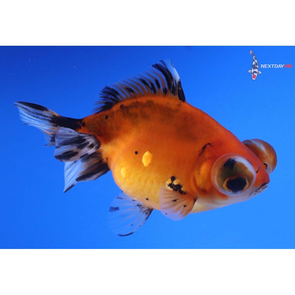 4.5” Imported Calico Butterfly Tail