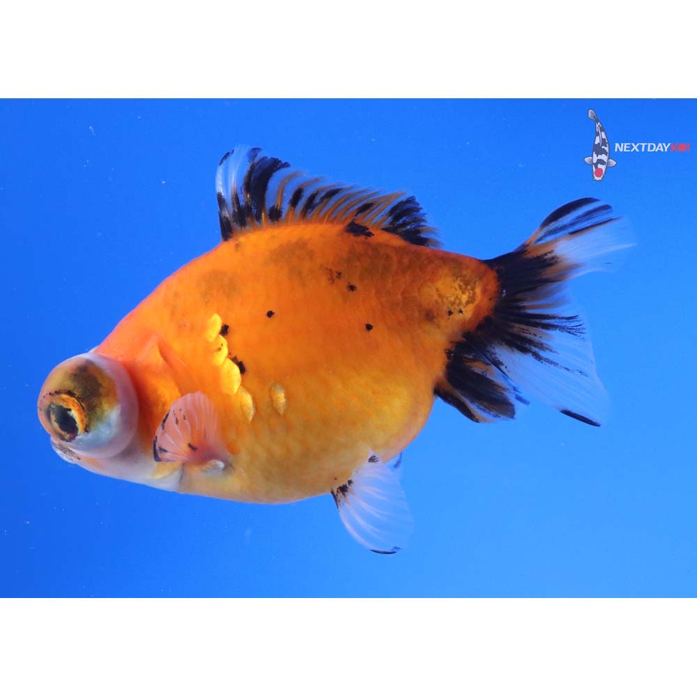 4.5” Imported Calico Butterfly Tail