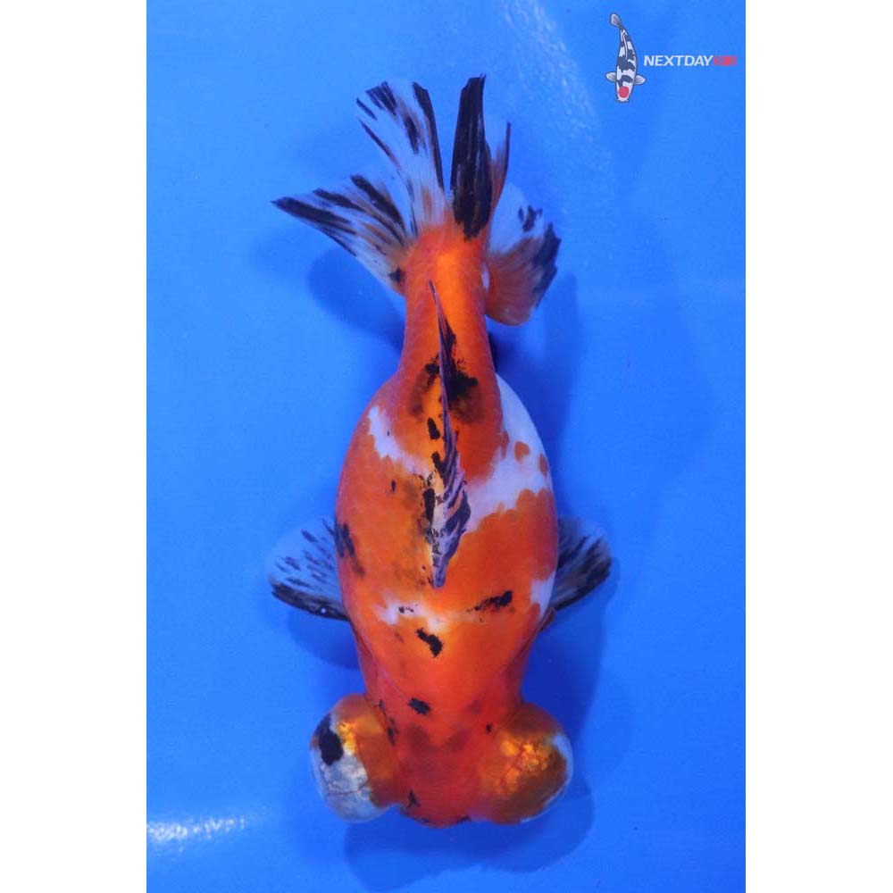 4” Imported Calico Butterfly Tail