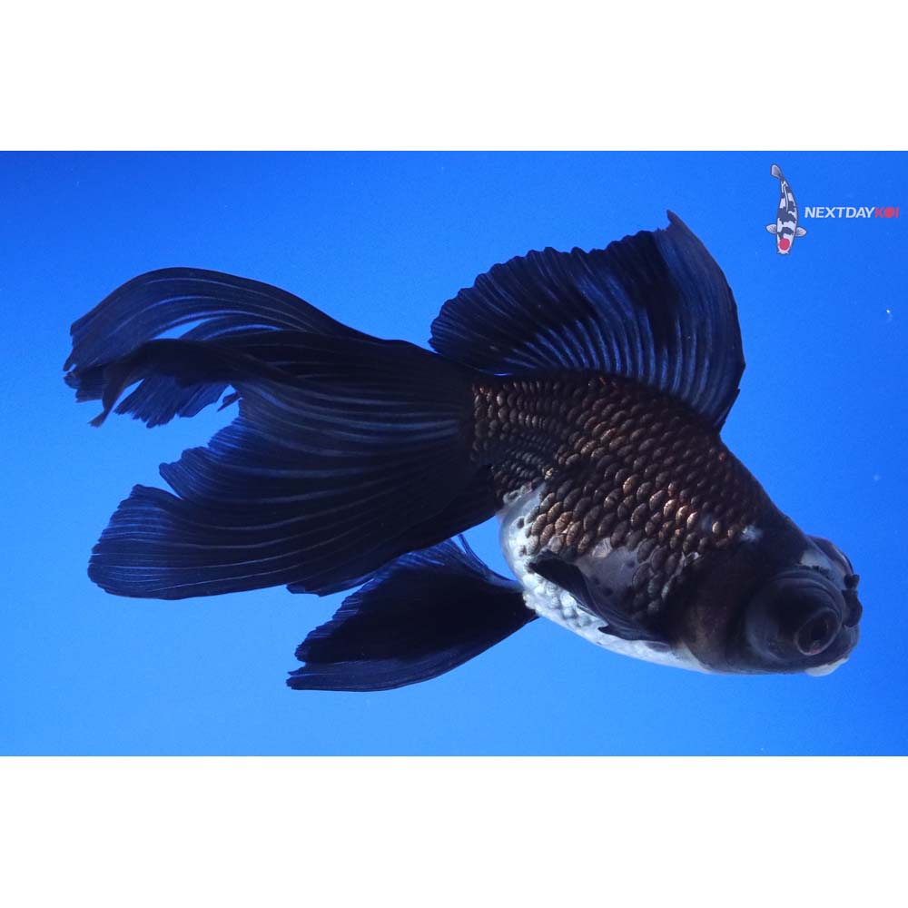 5” Imported White and Black Butterfly Tail