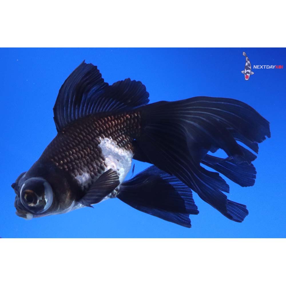 5” Imported White and Black Butterfly Tail