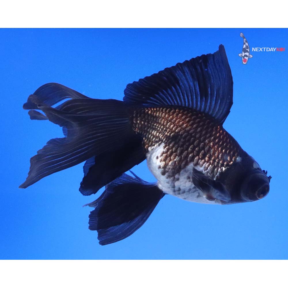 5” Imported White and Black Butterfly Tail