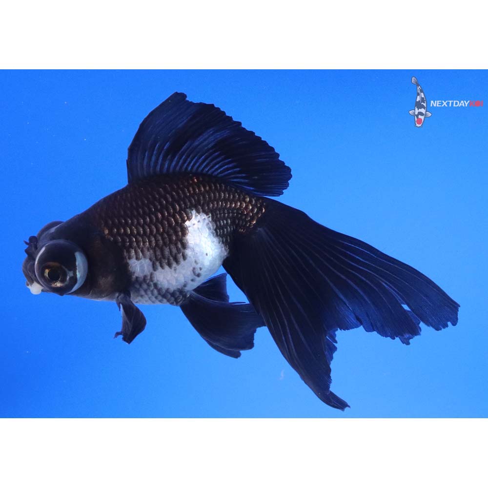 5” Imported White and Black Butterfly Tail