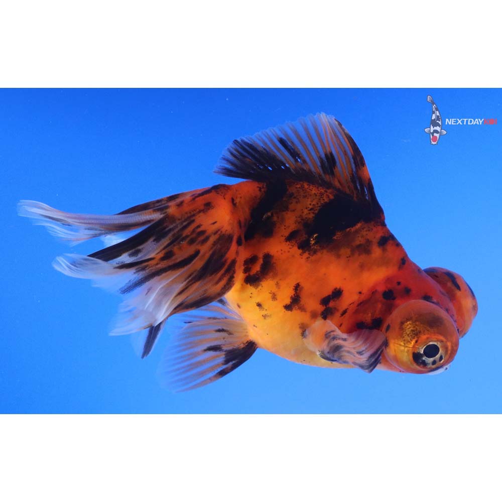 5” Imported Calico Butterfly Tail