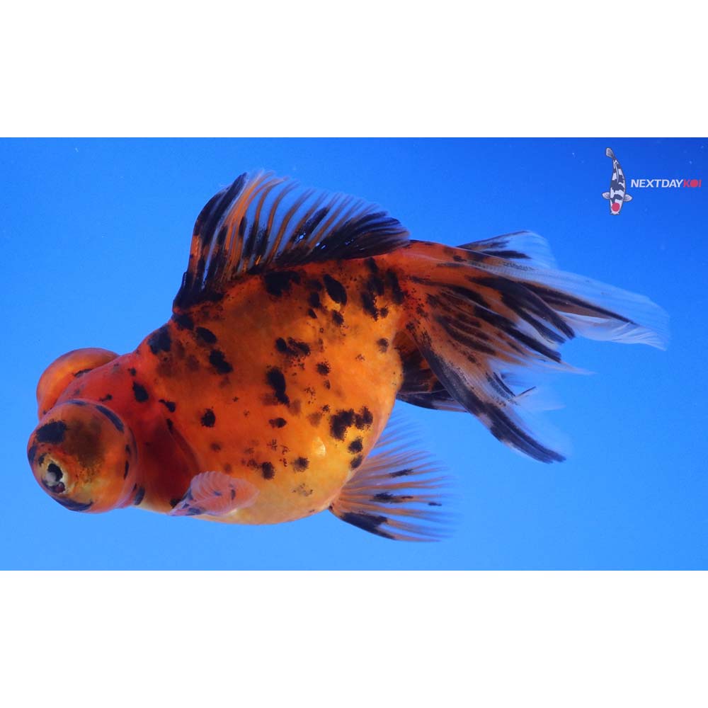 5” Imported Calico Butterfly Tail