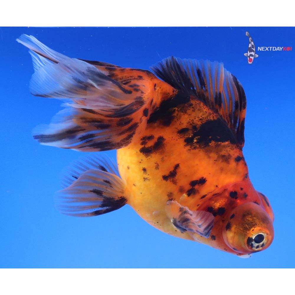 5” Imported Calico Butterfly Tail