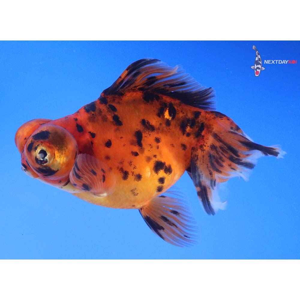 5” Imported Calico Butterfly Tail