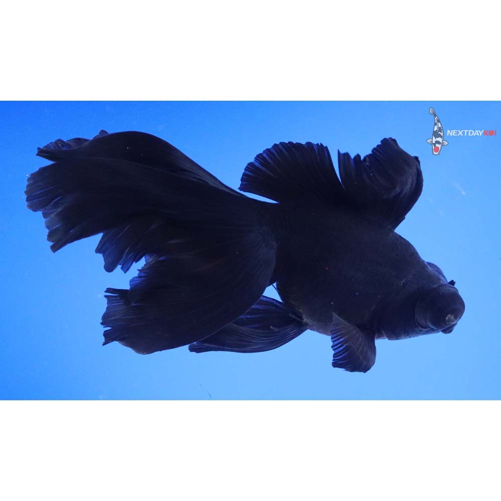 6.5” Imported Black Telescope Fantail