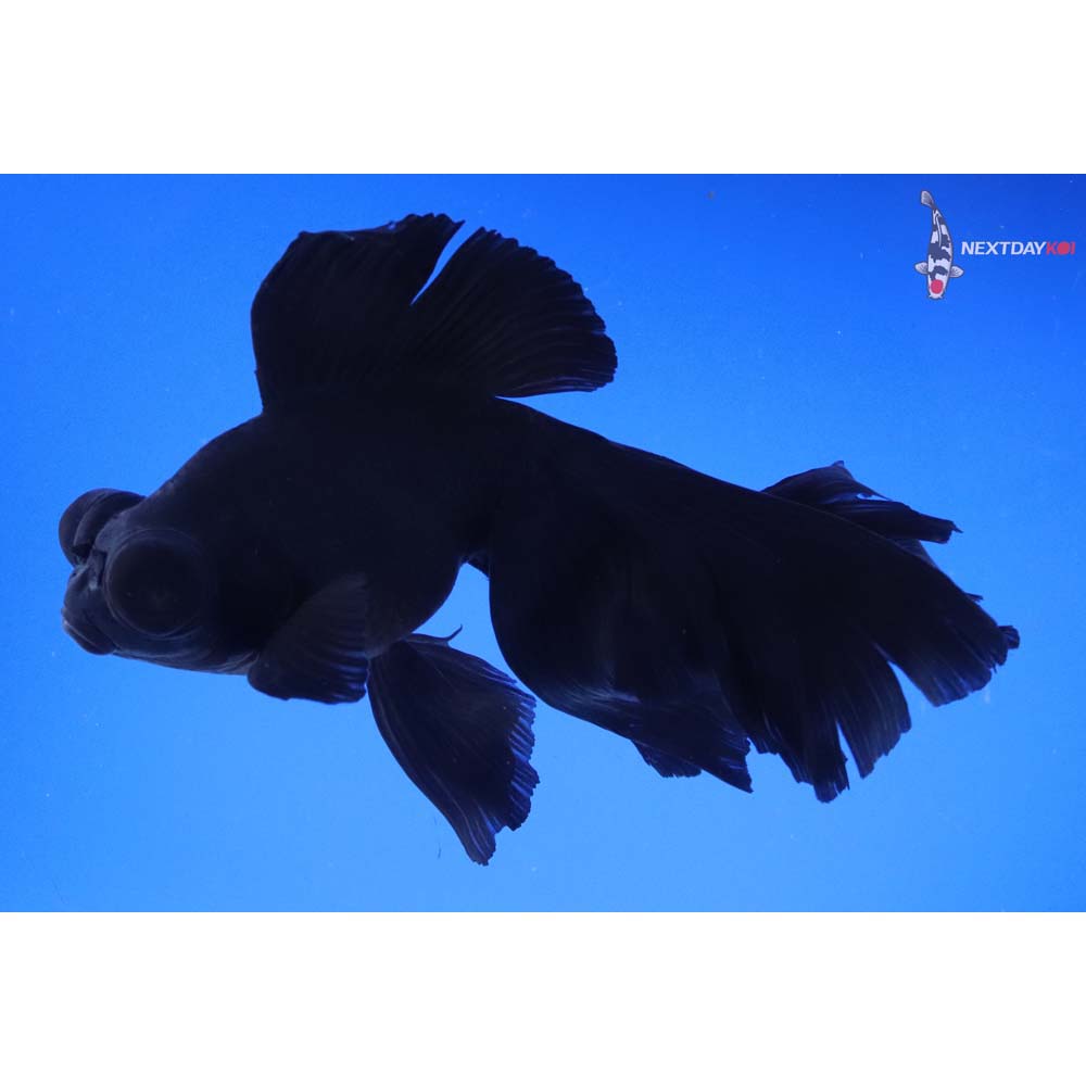 6.5” Imported Black Telescope Fantail