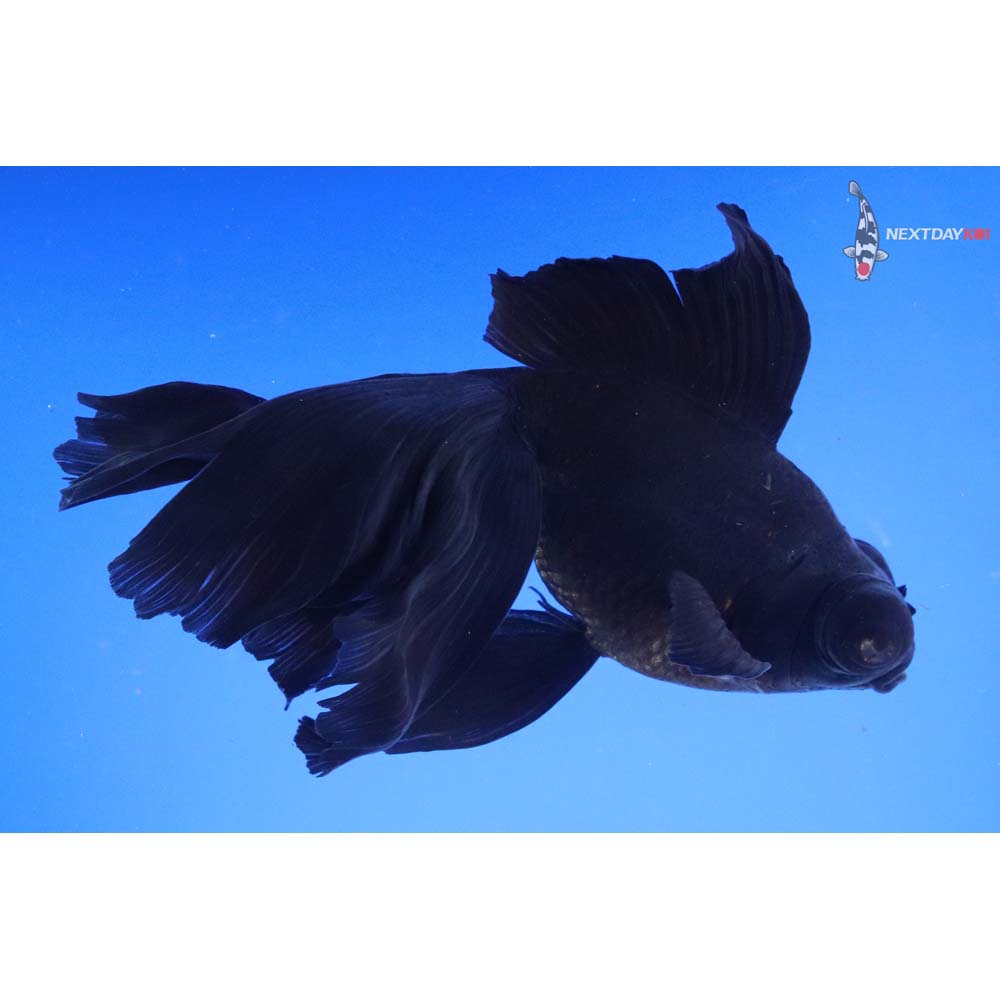 6.5” Imported Black Telescope Fantail