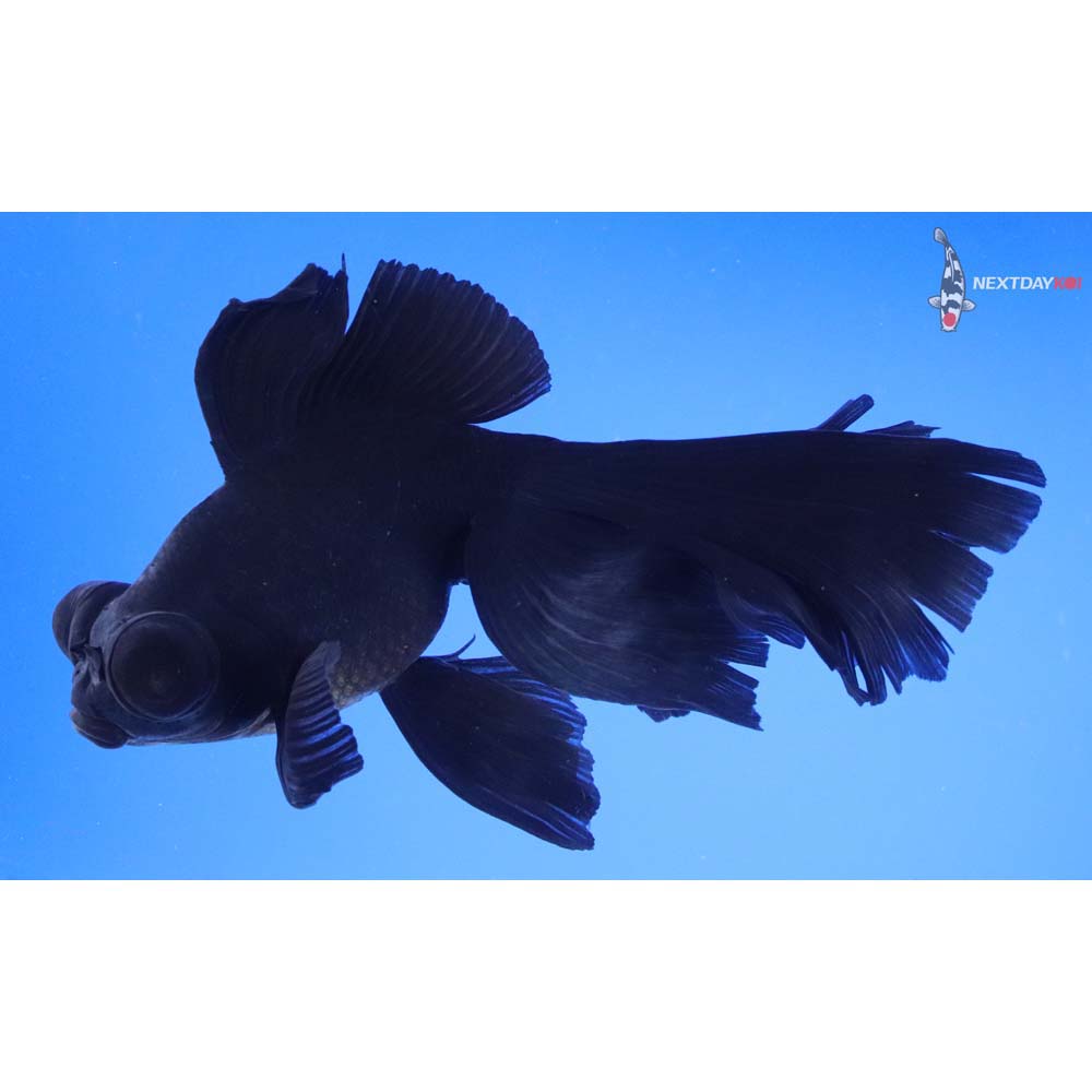 6.5” Imported Black Telescope Fantail