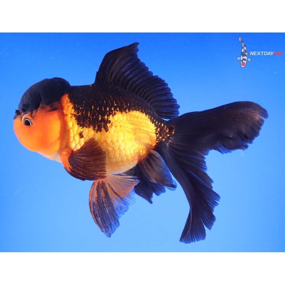 7” Imported Red and Black Oranda