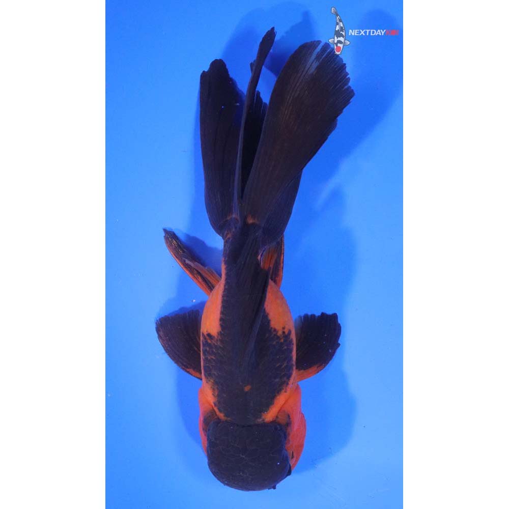 7” Imported Red and Black Oranda