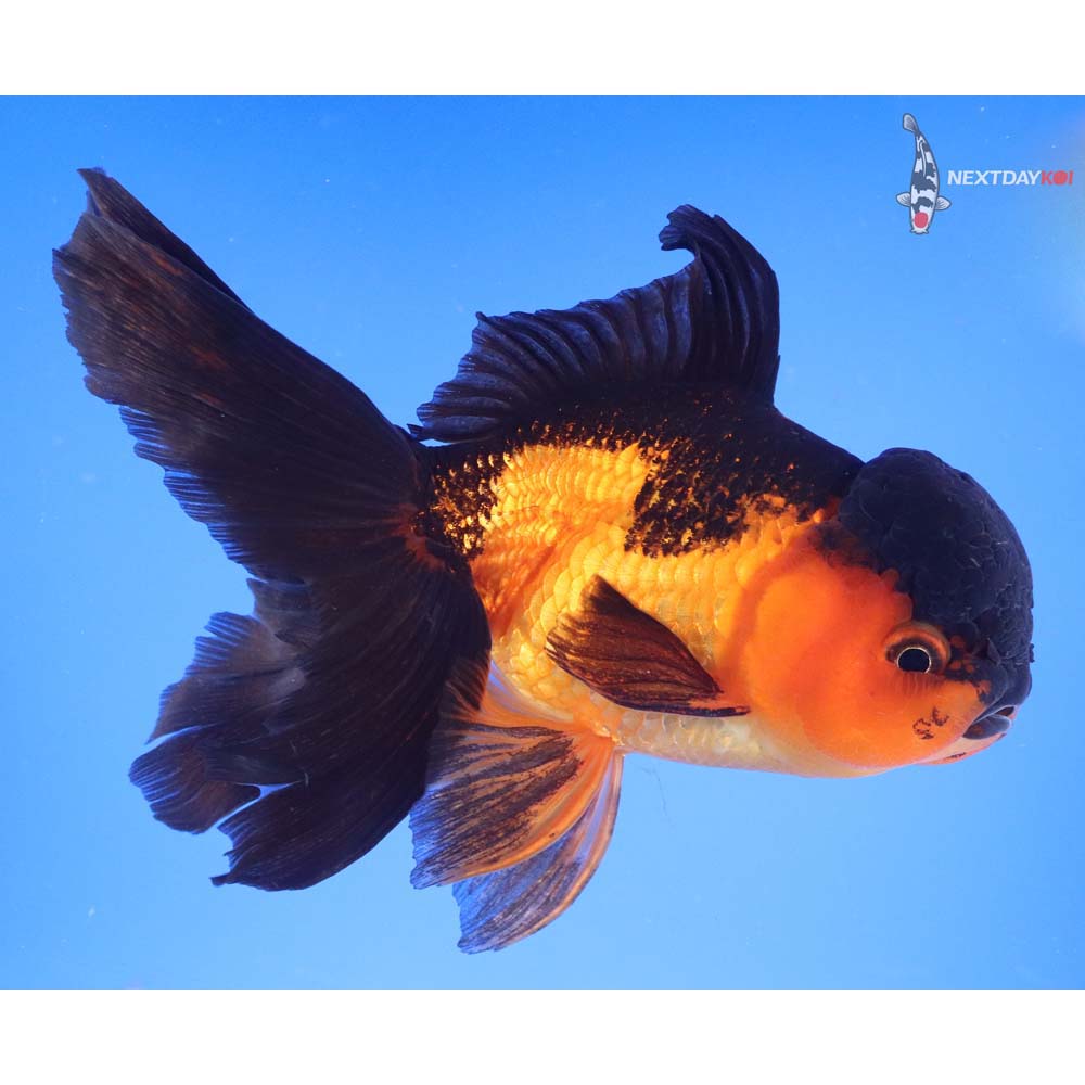 7” Imported Red and Black Oranda