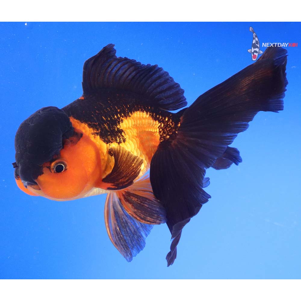 7” Imported Red and Black Oranda