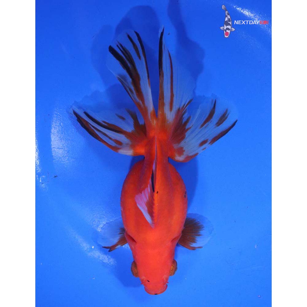 5.5” Imported Calico Ryukin