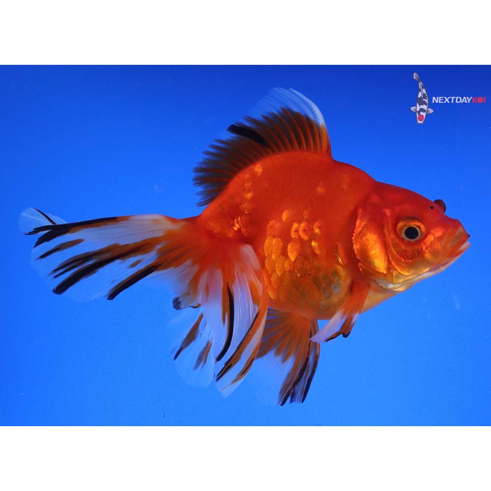 5.5” Imported Calico Ryukin