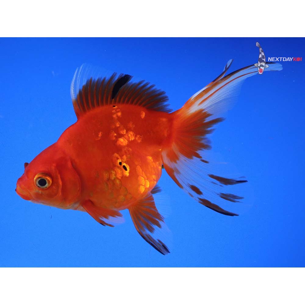 5.5” Imported Calico Ryukin