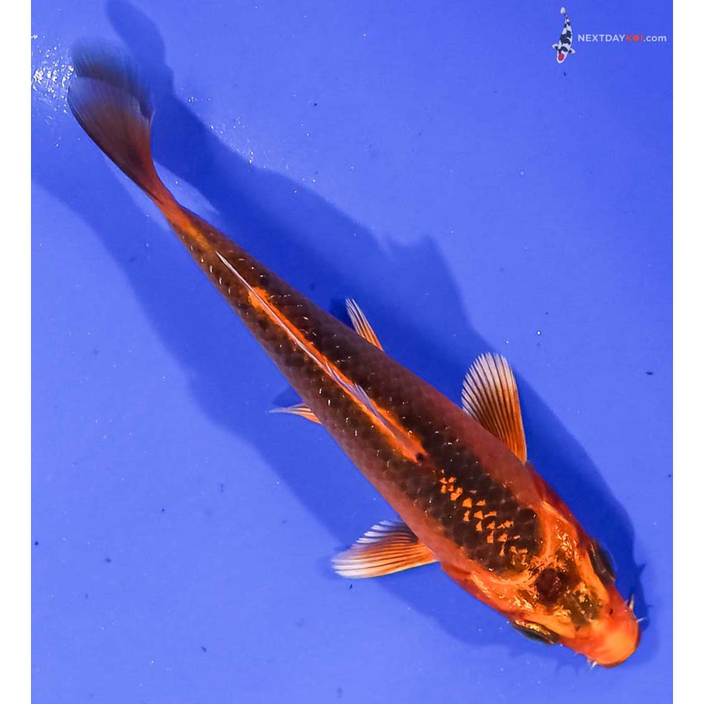 3.5” Imported Orenji Matsuba