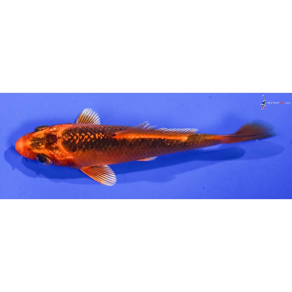 3.5” Imported Orenji Matsuba