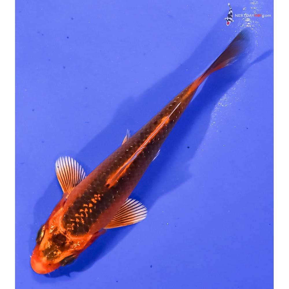 3.5” Imported Orenji Matsuba