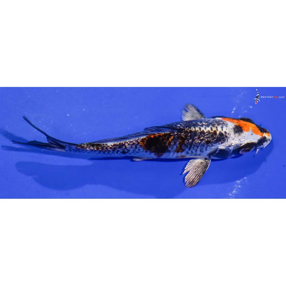 4” Imported Gin Rin Kujaku