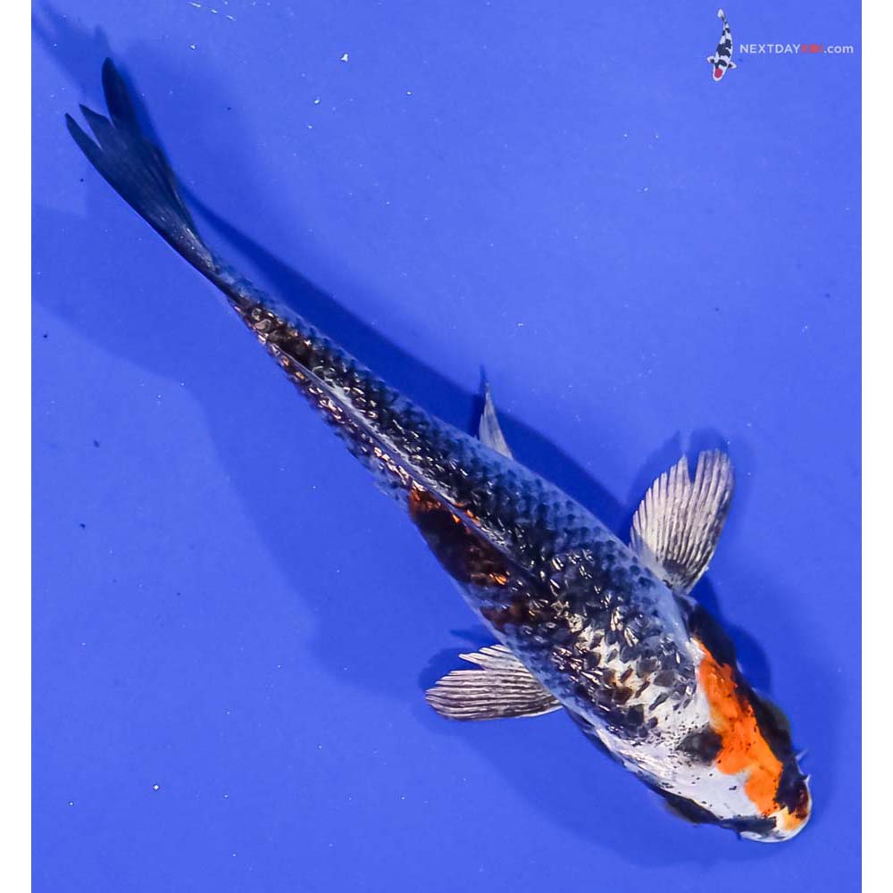 4” Imported Gin Rin Kujaku