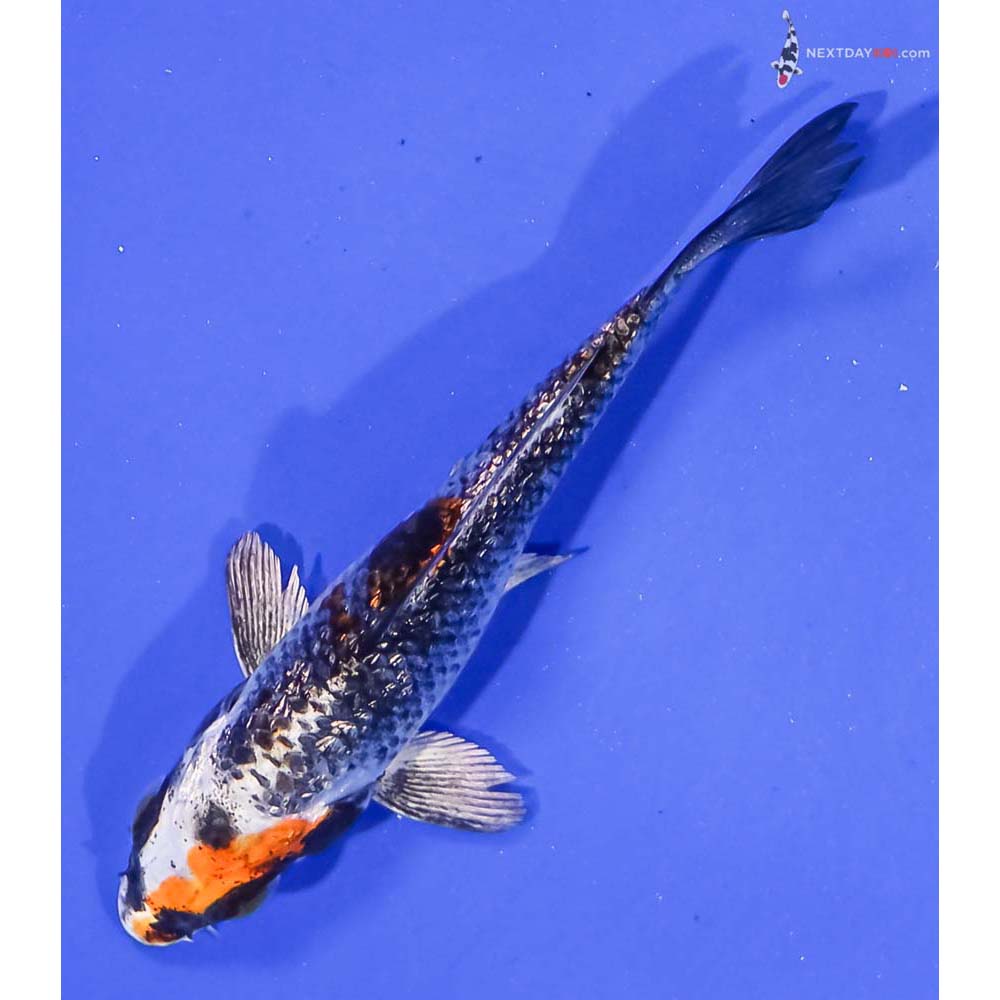 4” Imported Gin Rin Kujaku