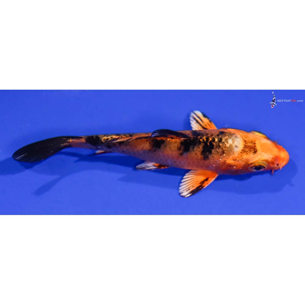 4” Imported Kin Aka Bekko