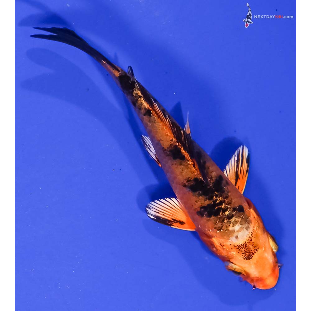 4” Imported Kin Aka Bekko