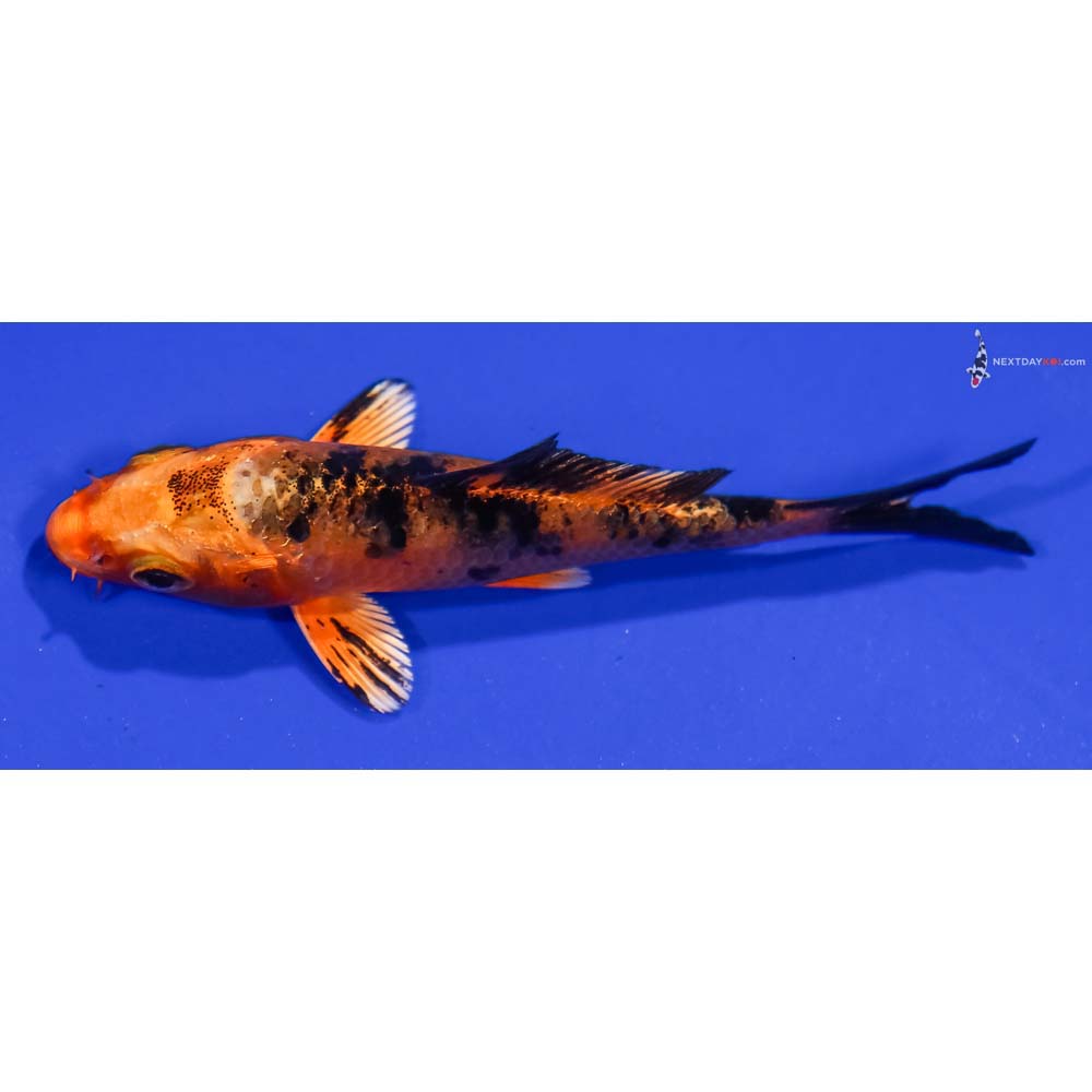 4” Imported Kin Aka Bekko