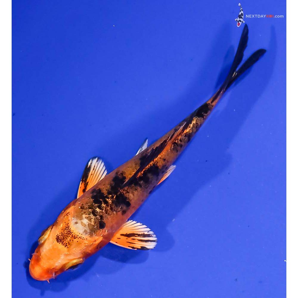 4” Imported Kin Aka Bekko