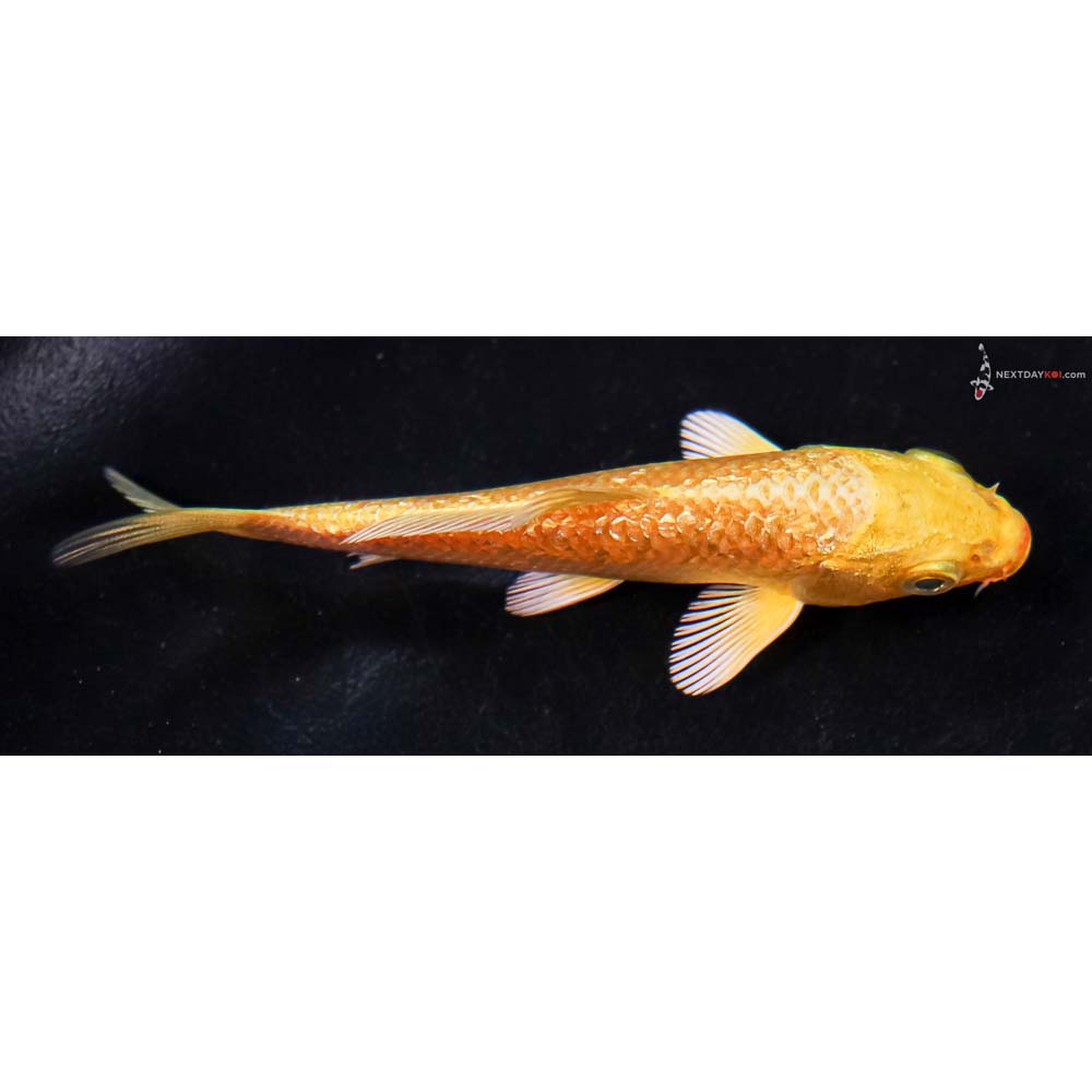 4” Imported Gin Rin Yamabuki Ogon