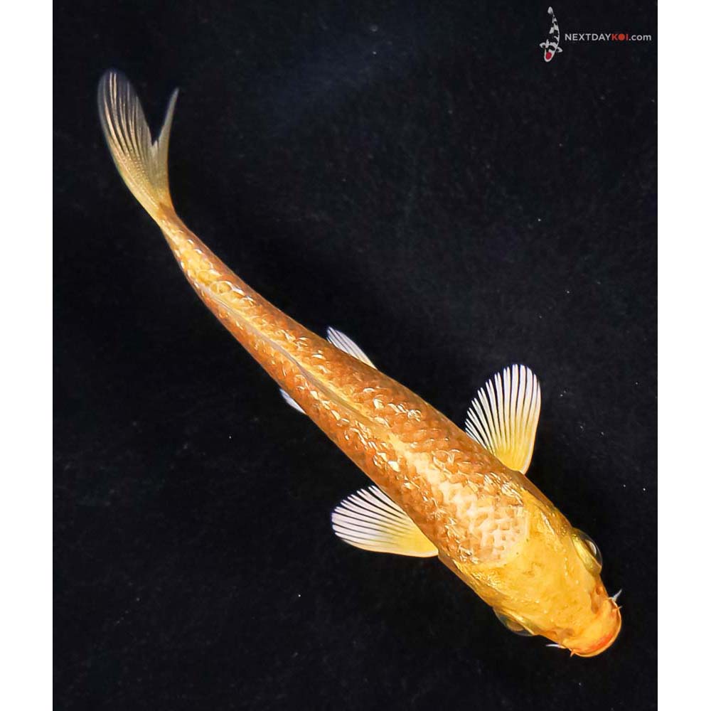 4” Imported Gin Rin Yamabuki Ogon